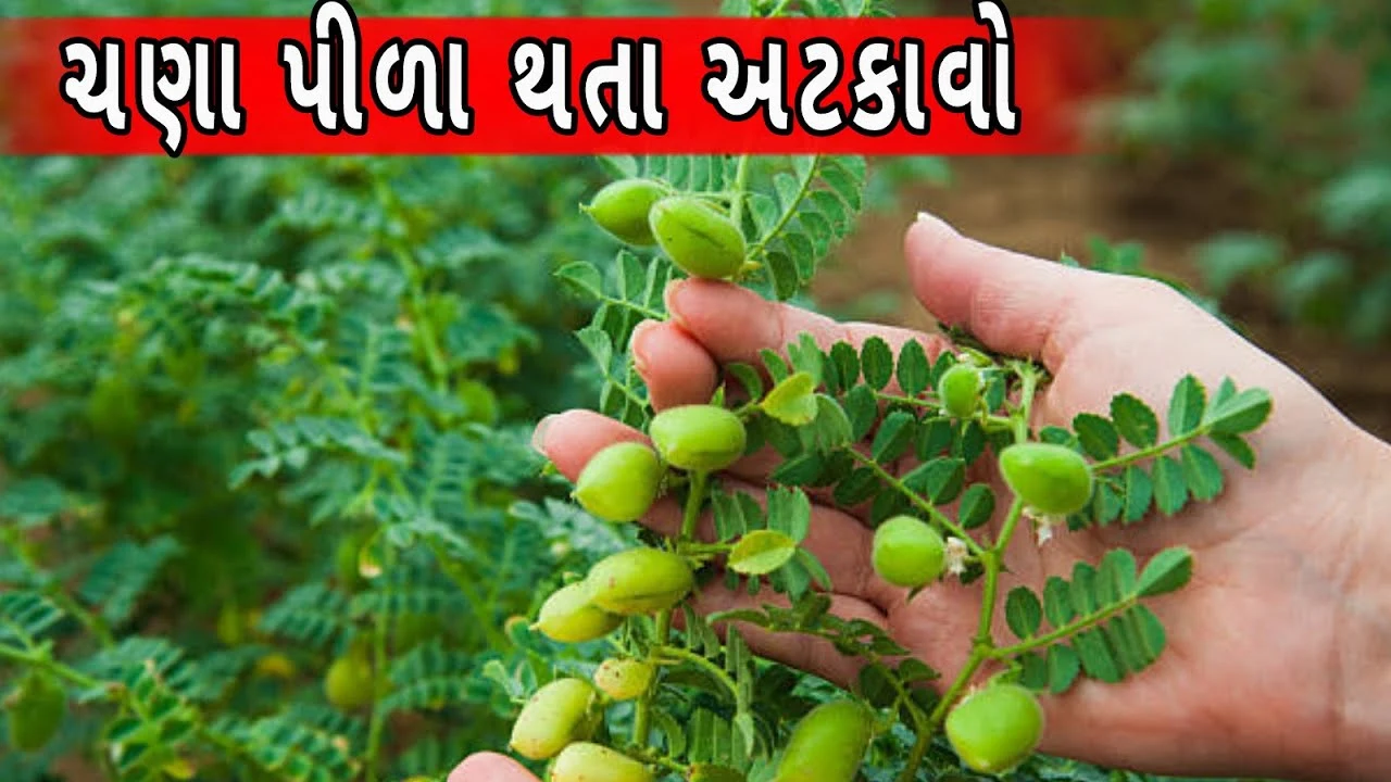 chana ni kheti